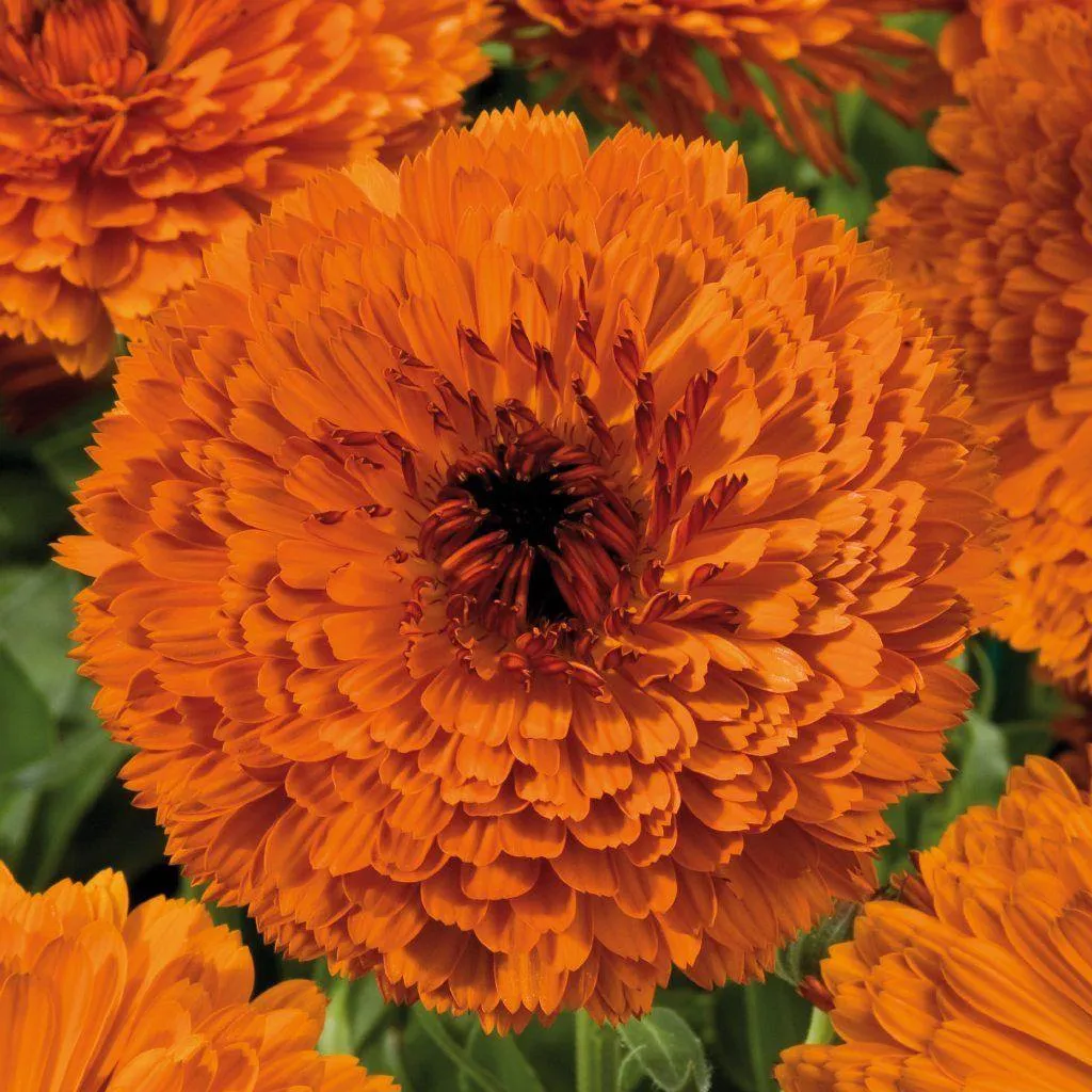 Calendula Touch of Red Orange Flower Seeds