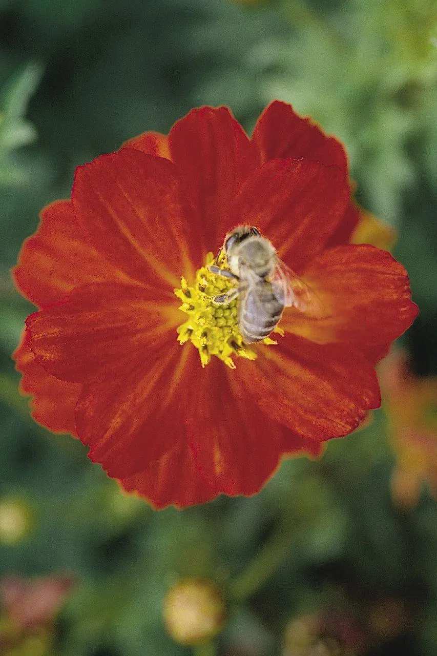 Cosmos Cosmic Red Flower Seeds