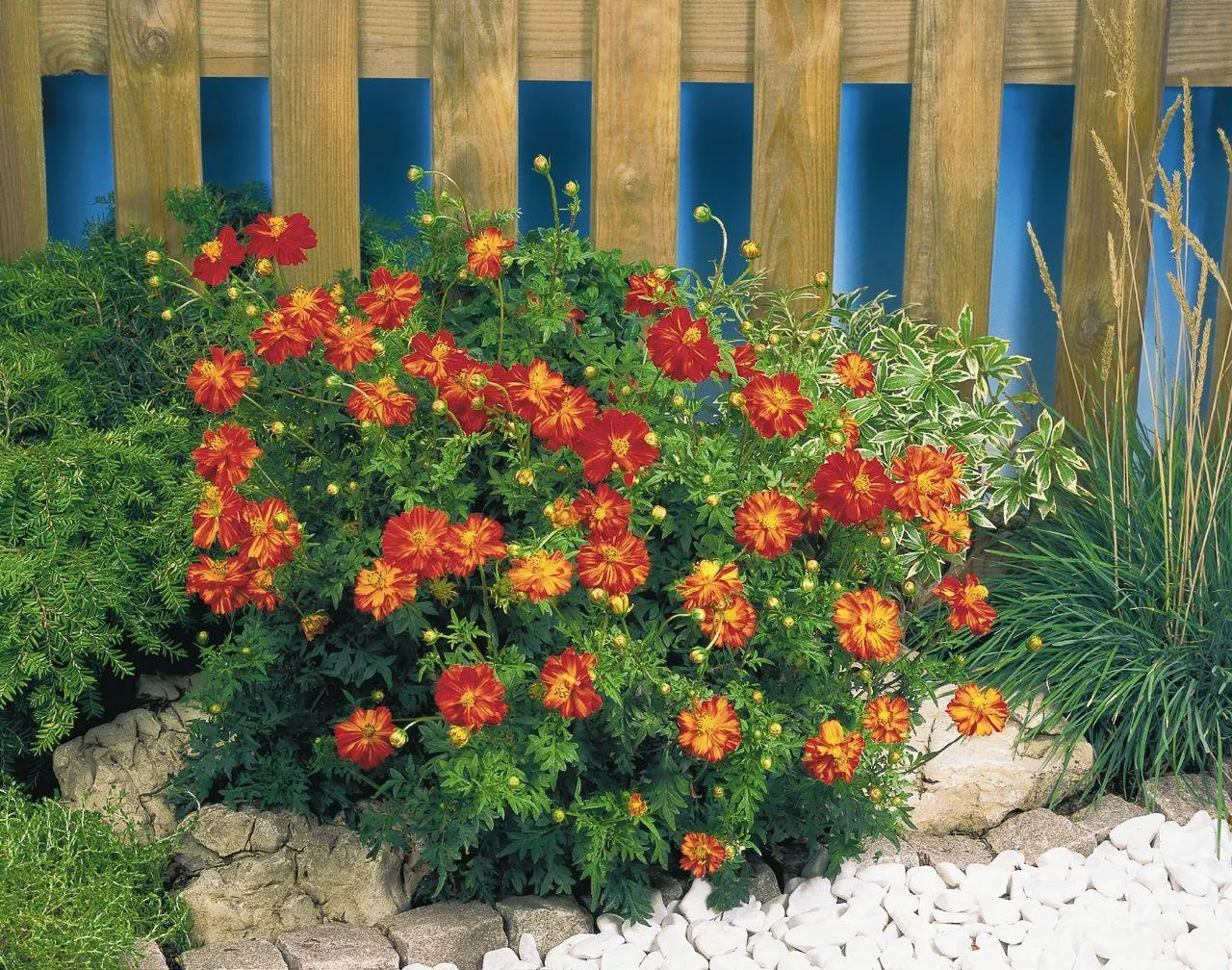 Cosmos Cosmic Red Flower Seeds