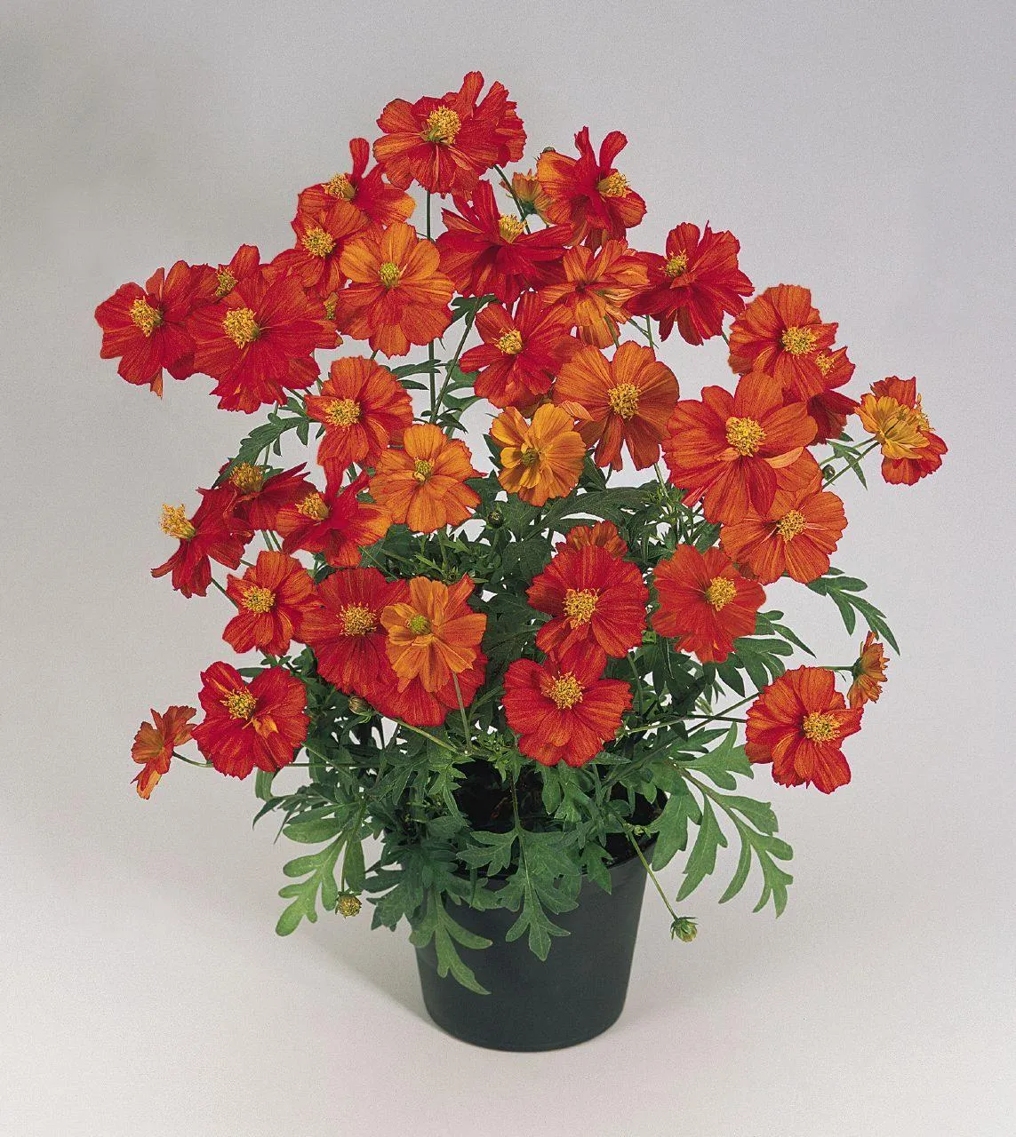 Cosmos Cosmic Red Flower Seeds