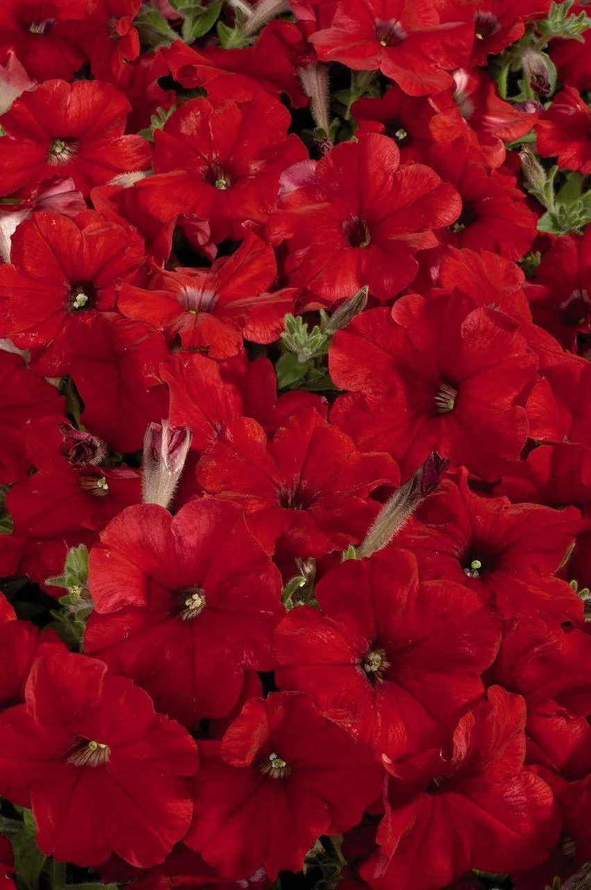 Petunia Single Mf. Celebrity Red Flower Seeds