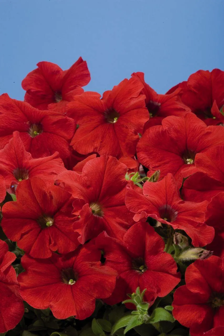 Petunia Single Mf. Celebrity Red Flower Seeds